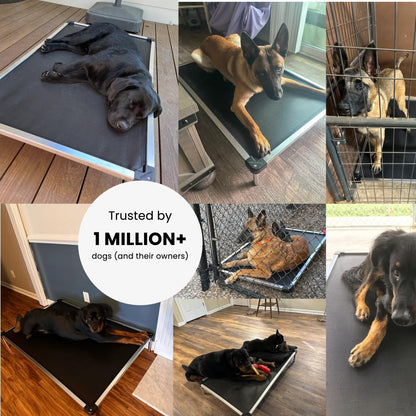 Say goodbye to chewed-up beds! 🐾 Check out the K9 Ballistics Chew Proof Elevated Cooling Cot for Small Dogs & Puppies - tough, comfy, and ready for your little chewer! 🖤✨